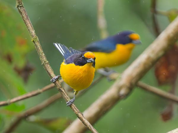 Violette organist (Euphonia violacea)